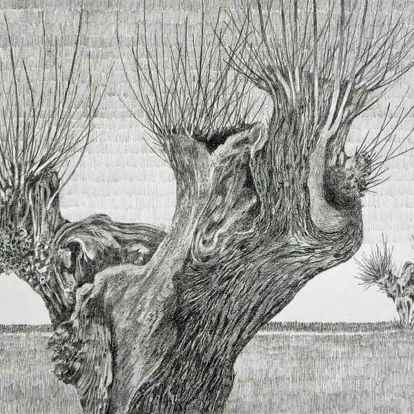 Kopfweide  Bleistiftzeichnung Gerd R. Kirsch